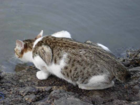 Loài mèo liếm nước 4 lần trong một giây đồng hồ 