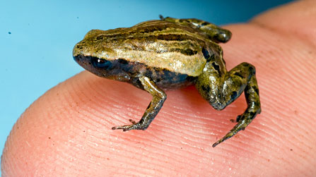 Da loài ếch nhỏ nhất thế giới có chứa chất độc hại 