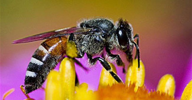 Những loài côn trùng được 'sủng ái' nhất hành tinh