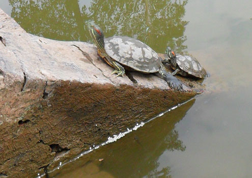 Rùa tai đỏ xâm nhập hồ Gươm ngày càng nhiều