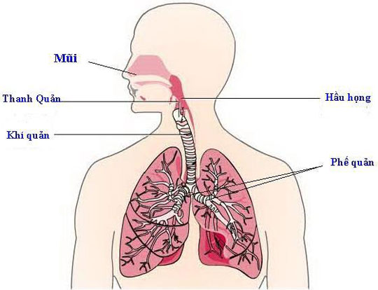 Cơ chế chống nhiễm trùng viêm phổi của hệ miễn dịch