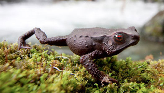 Colombia phát hiện ba loài ếch chưa từng biết tới