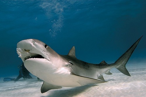 'Thiên đường' dành cho cá mập tại Đông Nam Á