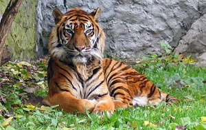 Việt Nam dự hội nghị thượng đỉnh bảo tồn loài hổ