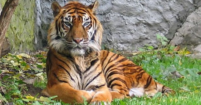 Lãnh đạo thế giới nhóm họp vì hổ