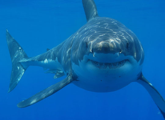 Vây hình răng giúp cá mập quay nhanh dưới nước