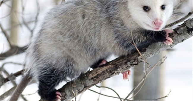 Những "bậc thầy" phòng vệ trong tự nhiên