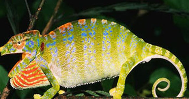 Các “dị nhân” trong tự nhiên