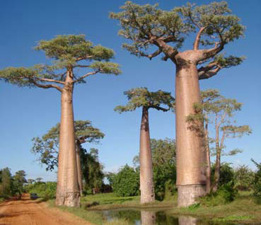 Những loài cây kỳ lạ trên Trái đất