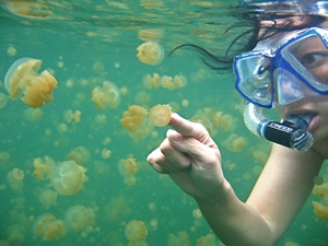 Biển trong tương lai sẽ thành "thế giới loài sứa"