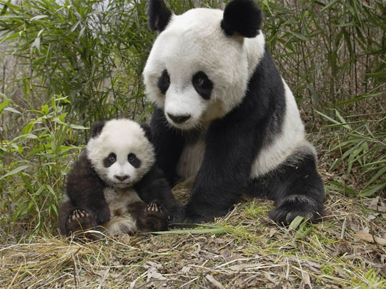 Hình nền gấu trúc Panda cute dễ thương
