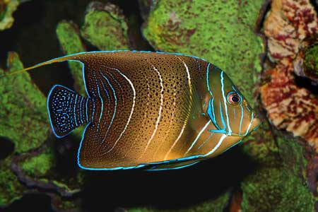 Một số loài cá thuộc vùng biển châu Phi