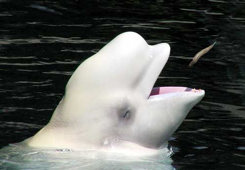 Một số hình ảnh cá voi trắng ở Canada