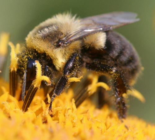 Ong nghệ gần như biến mất tại Mỹ  