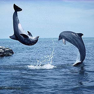 Hàn Quốc tăng cường bảo vệ cá voi 