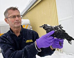 Nạn chim chết bí ẩn lan sang Thụy Điển