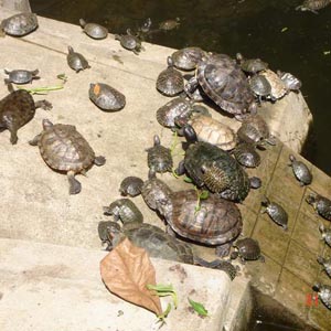 Đề xuất diệt rùa tai đỏ hồ Gươm bằng lưới
