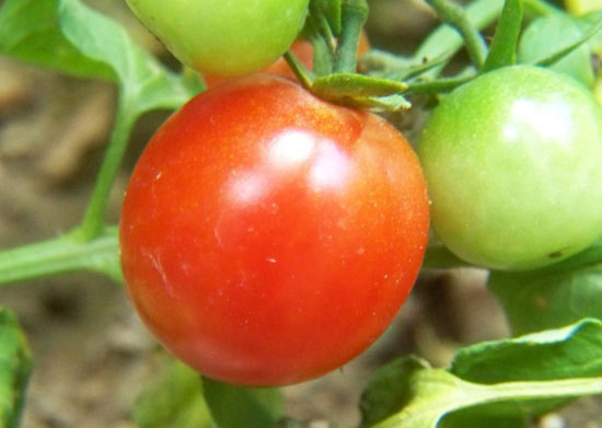 Kỹ thuật trồng cà chua ghép trái vụ ở đồng bằng sông Hồng