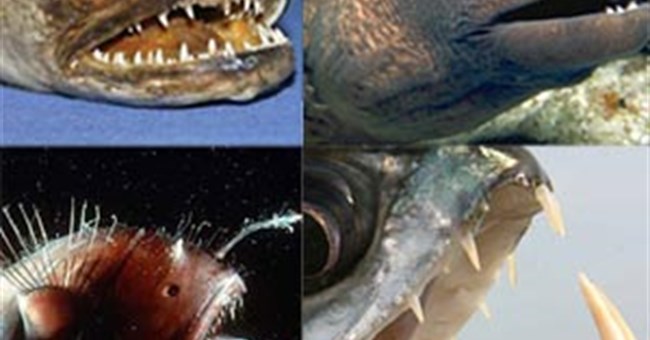 Những loài cá quái dị và nguy hiểm bậc nhất