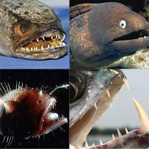 Những loài cá quái dị và nguy hiểm bậc nhất