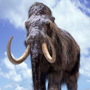 Phục sinh loài voi mamút cổ bằng nhân bản vô tính