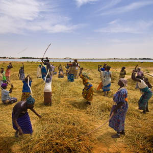 Nông nghiệp xanh ở châu Phi 