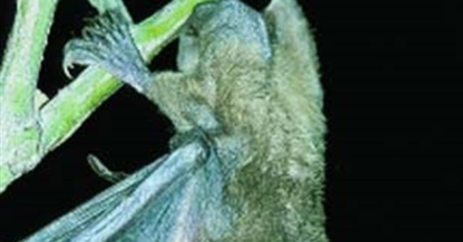 Khám phá loài dơi chuyên bắt... cá