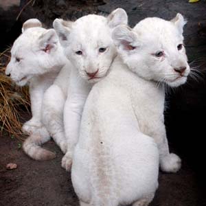 Thế giới có thêm ba nhóc sư tử trắng 
