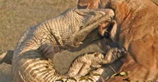 Cận cảnh sư tử cái giết cá sấu bảo vệ con