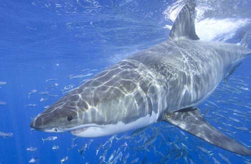 Các loài cá mập không có khả năng phân biệt màu 