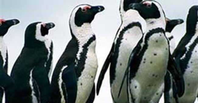 Bảo tồn gen chim cánh cụt Nam Phi