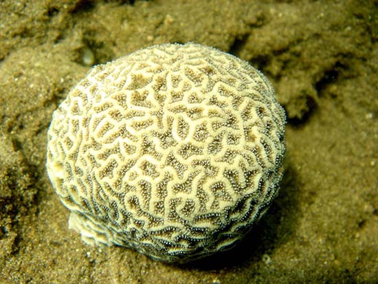 Bạn có biết rằng san hô đang trở nên tuyệt chủng? Hãy xem bức tranh này để thấy tình trạng khẩn cấp của san hô và giữ cho tương lai của chúng luôn tươi đẹp.
