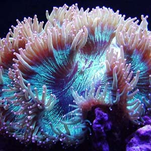10 loài san hô có nguy cơ tuyệt chủng cao nhất 