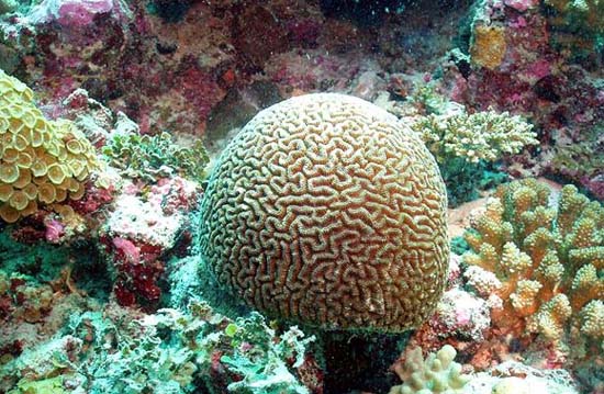 10 loài san hô có nguy cơ tuyệt chủng cao nhất