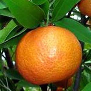 Giải mã thành công bộ gen các loại cây họ cam, quýt