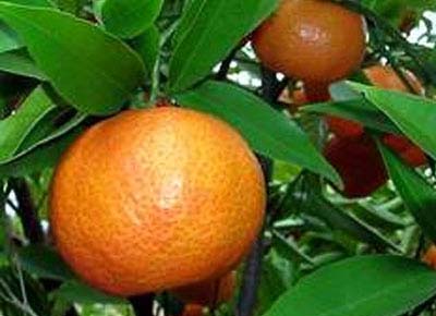 Giải mã thành công bộ gen các loại cây họ cam, quýt