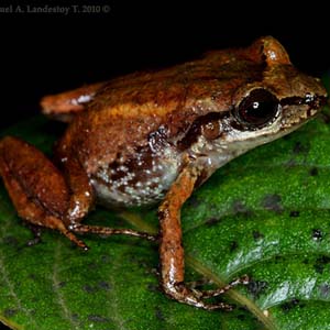 Tái phát hiện 6 loài ếch quý hiếm 