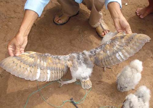 Xem chim lạ mặt khỉ ở Trà Vinh