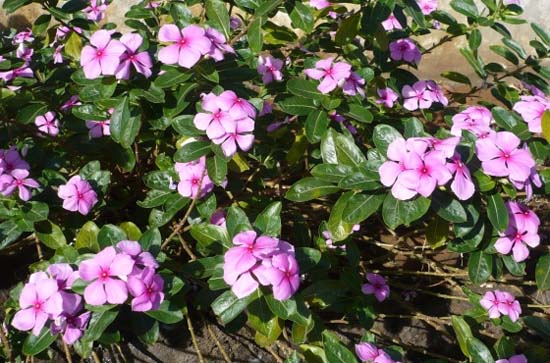 Sứ mạng của hoa hải đằng