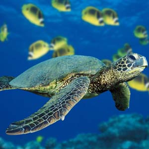 Kêu cứu cho rùa biển Việt Nam