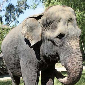 "Cụ" voi già nhất Bắc Mỹ đã chết 