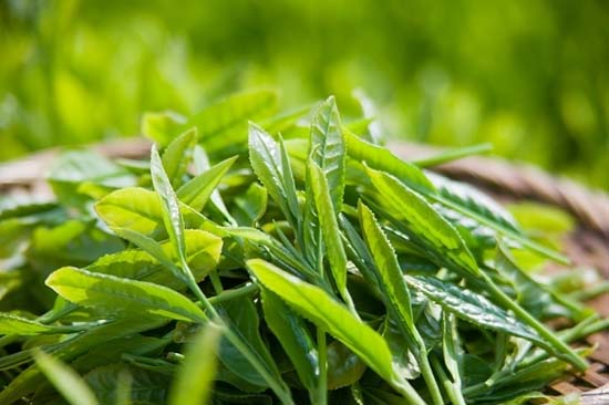 Lai tạo thành công giống chè mới chất lượng cao