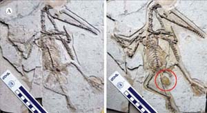 Phát hiện hóa thạch khủng long cùng trứng   