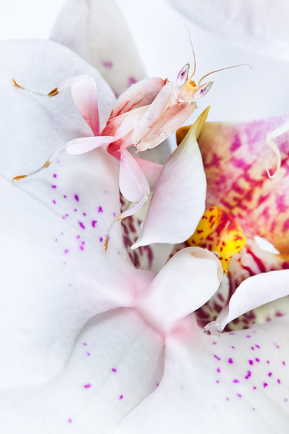 Những màn ngụy trang tài tình trong thiên nhiên