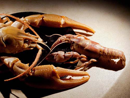 Hình ảnh tôm sông khổng lồ