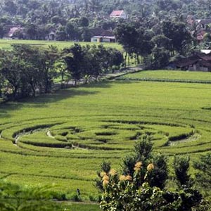 Indonesia xôn xao vì vòng tròn bí ẩn xuất hiện giữa cánh đồng