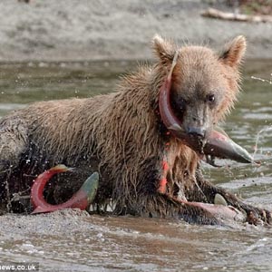 Cận cảnh gấu săn cá hồi ở Nga