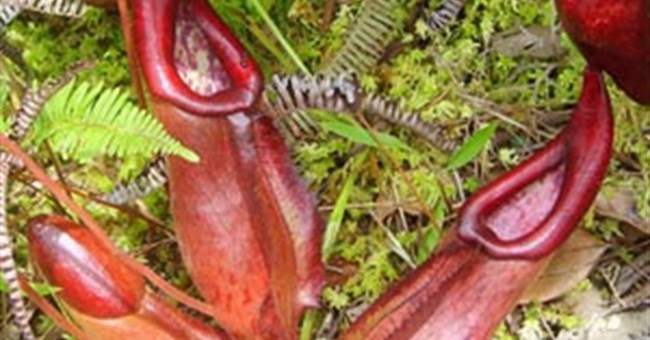 Dơi dùng cây ăn thịt làm toilet  