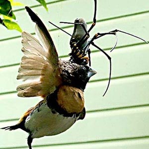 Xem nhện khổng lồ ăn thịt chim 