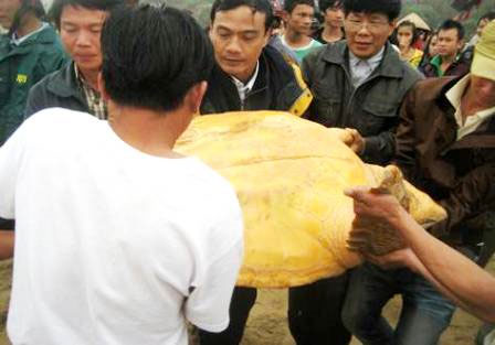 Thả rùa Quản Đồng quý hiếm về với đại dương